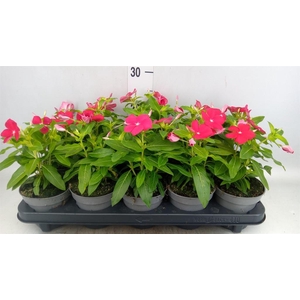 Catharanthus ros. 'Titan-Ium R Red'