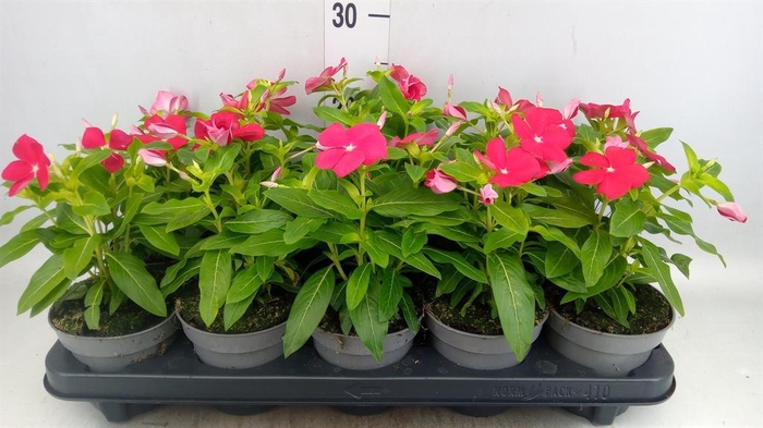<h4>Catharanthus ros. 'Titan-Ium R Red'</h4>