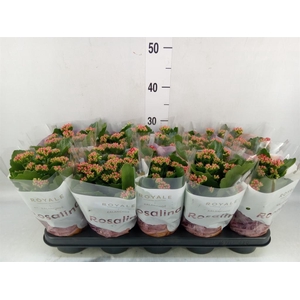 Kalanchoe blos. 'RosDon Justino'