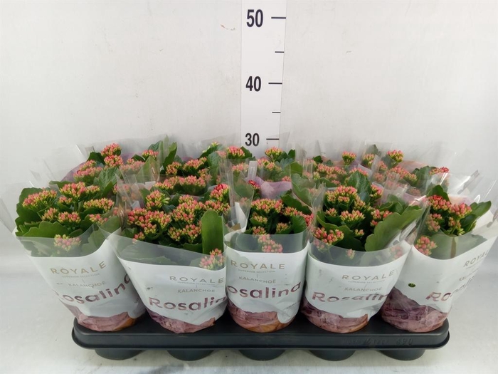 <h4>Kalanchoe blos. 'RosDon Justino'</h4>