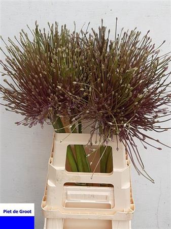 <h4>Allium Schubertii X12</h4>