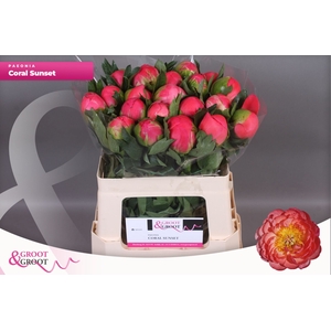 Paeonia Coral Sunset | XXL