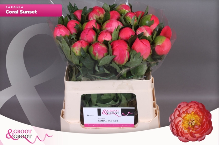 <h4>Paeonia Coral Sunset | XXL</h4>