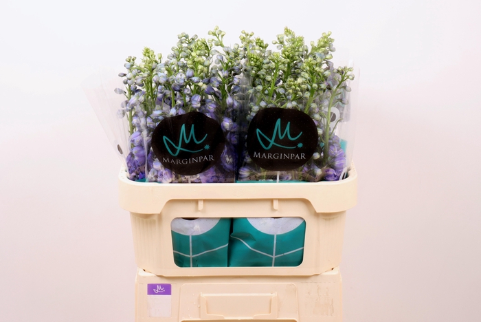 <h4>DELPH DU GUARD BLUE</h4>