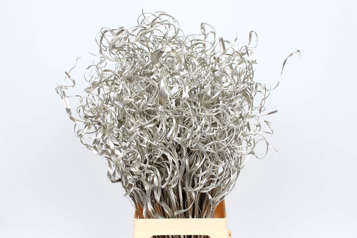 Palm Curly TT 100pc per bunch Platina