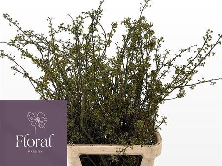 <h4>Litsea Green</h4>