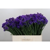 Limonium sinuatum Navy Sun Birds