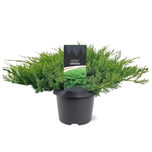 Juniperus