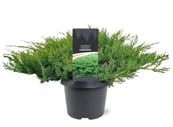 <h4>Juniperus</h4>