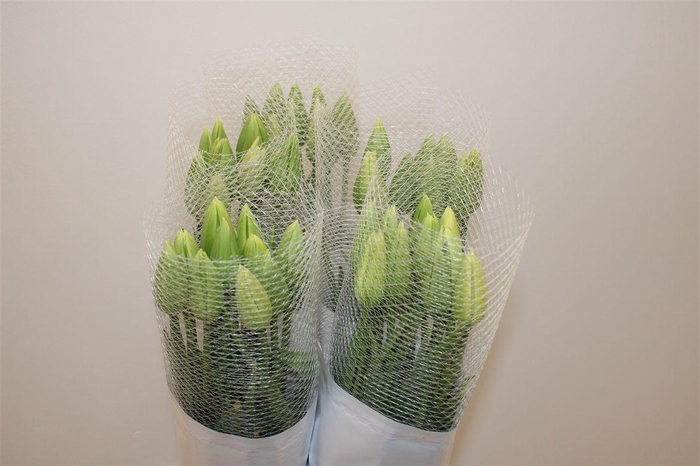 <h4>Tu Fr En Maureen</h4>