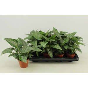 Schismatoglottis scortechinii 12Ø 30cm