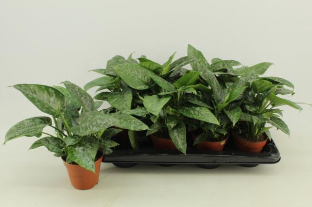 Schismatoglottis scortechinii 12Ø 30cm