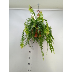 Epiphyllum anguliger