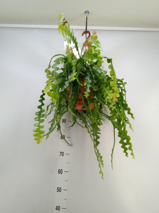 <h4>Epiphyllum anguliger</h4>