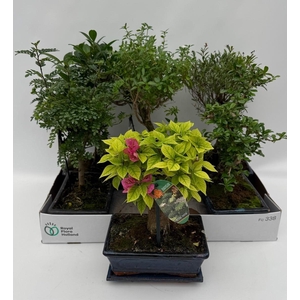 Bonsai Gem