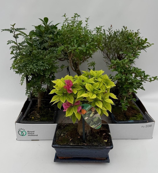 <h4>Bonsai Gem</h4>