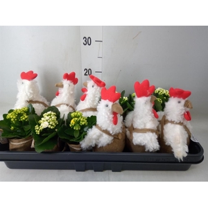 Planten ..in schaal L%