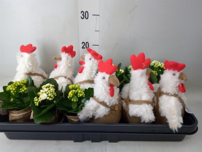 <h4>Planten ..in schaal L%</h4>