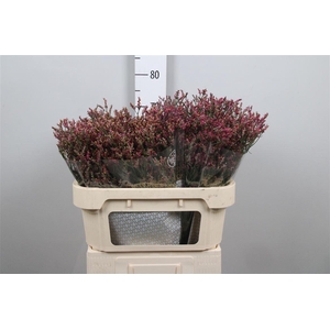 Lim Sin Scarlet Diamond