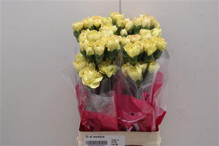 <h4>Di St Mustard</h4>