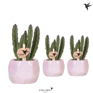 Kolibri Greens Stapelia Leendertziae in Pearl pot pink
