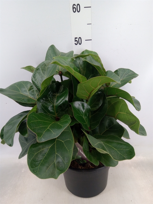 <h4>Ficus lyrata 'Bambino'</h4>