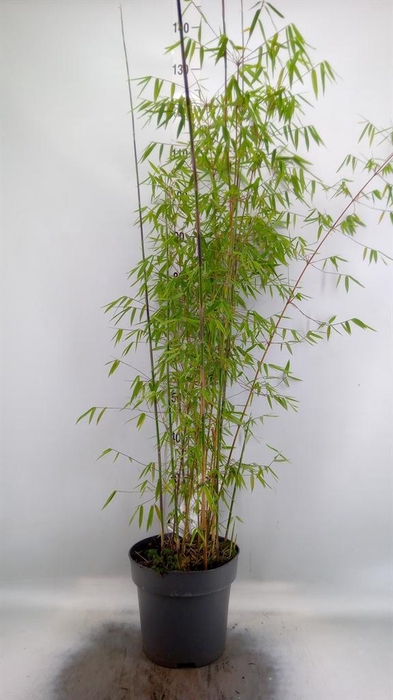 <h4>Fargesia  'Jiuzhaigou 1'</h4>
