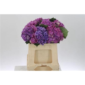 Hydr M Scarlet Purple