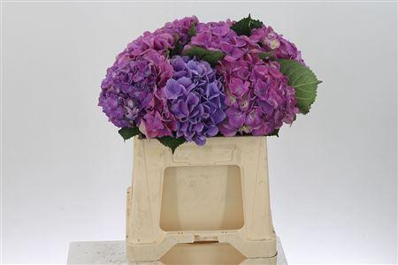 <h4>Hydr M Scarlet Purple</h4>