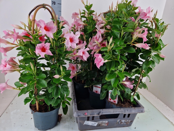 <h4>MANDE SUN CR PINK</h4>