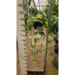 Philodendron scand. 'Brasil'