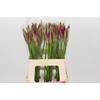 Nerine Mister Nick