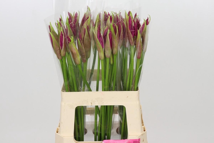 Nerine Mister Nick