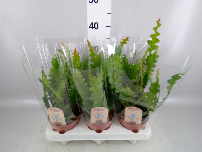 <h4>Epiphyllum anguliger</h4>