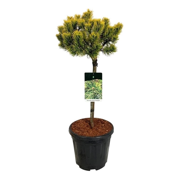 <h4>Pinus mugo 'Carsten's Wintergold'</h4>