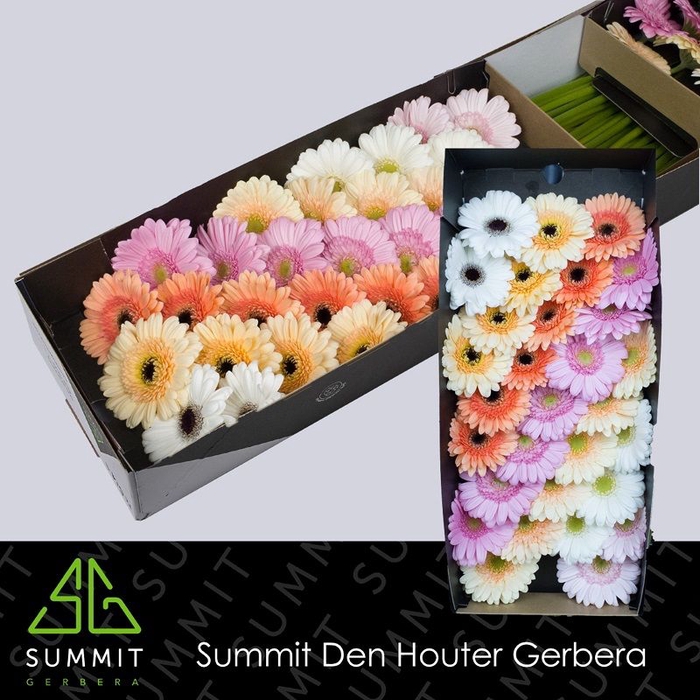 <h4>Germini Mix Wedding Doos</h4>