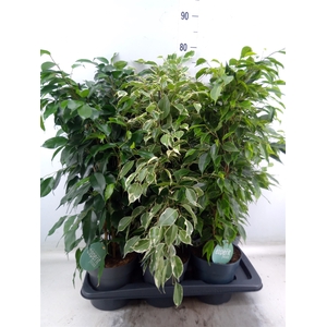 Ficus benja.   ...mix