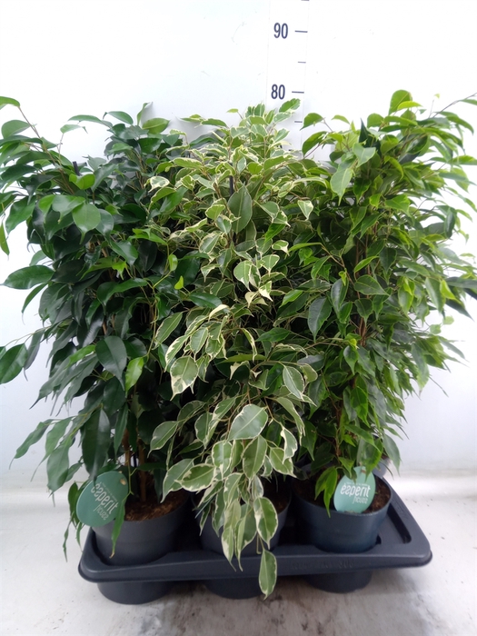 <h4>Ficus benja.   ...mix</h4>