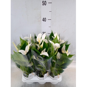 Anthurium  'Banderola Cava'