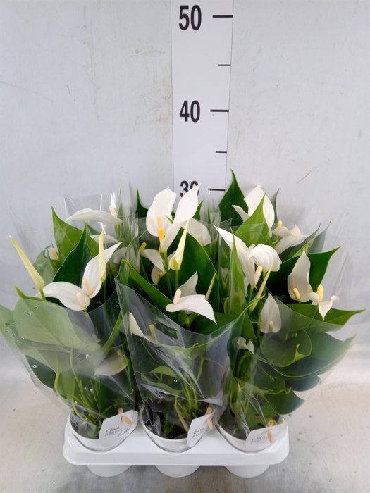 <h4>Anthurium  'Banderola Cava'</h4>