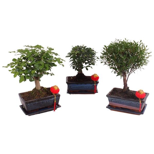 <h4>Bonsai Mixed in ø20cm Ceramic with Saucer Ball Shape</h4>