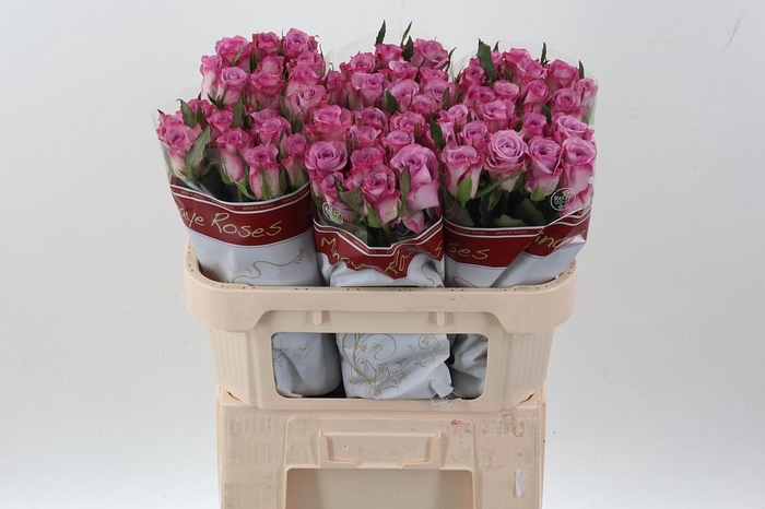 <h4>R Gr Thriller</h4>