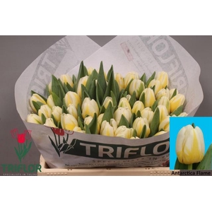 TU EN ANTARCTIC FLAM