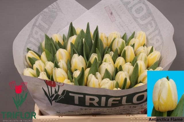 <h4>TU EN ANTARCTIC FLAM</h4>