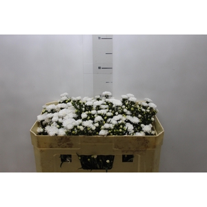 ASTER MARIANA 050 CM