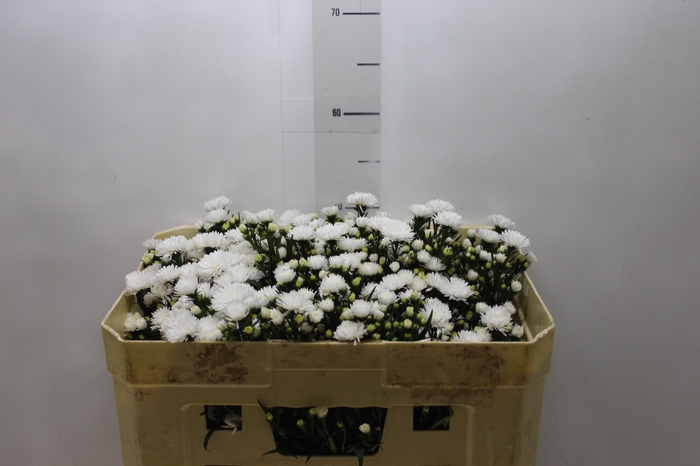 <h4>ASTER MARIANA 050 CM</h4>