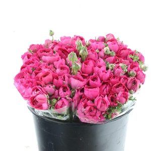 Ran El Sr Hot Pink Extra