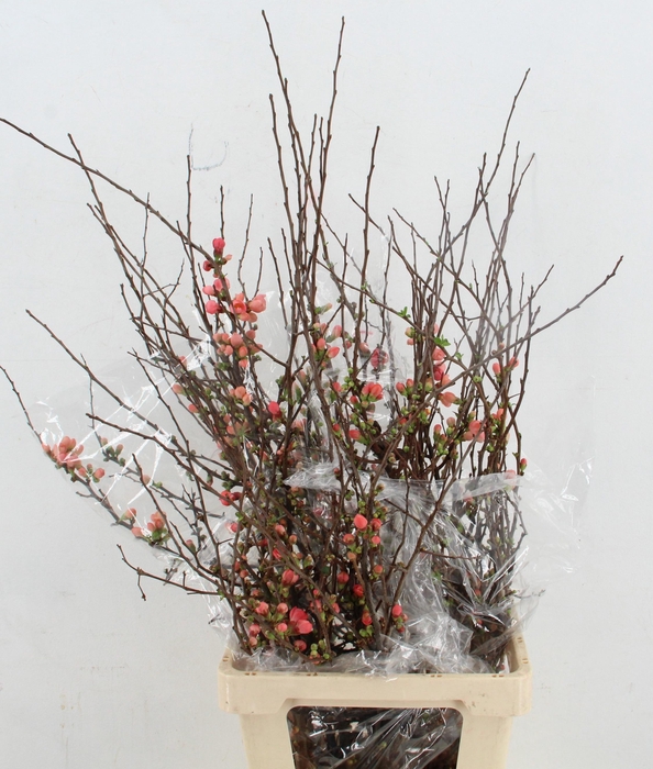 <h4>CHAENOMELES SUPERBA</h4>