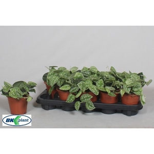 SCIND PICT ARGYRAEUS