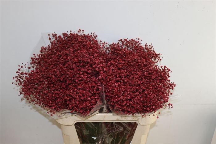 <h4>Gyps Pa Xlence Bordeaux</h4>